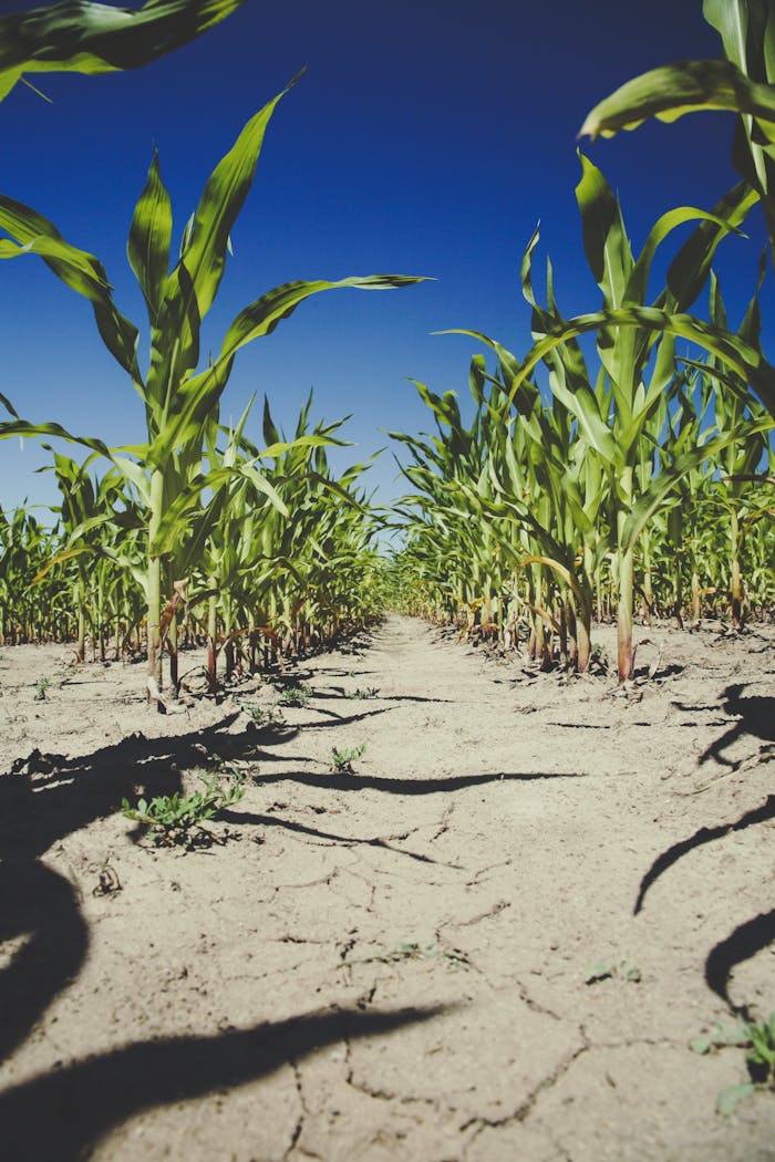 Vibrant cornfield with young green plants on arid, cracked soil during a sunny day, symbolizing agricultural resilience.