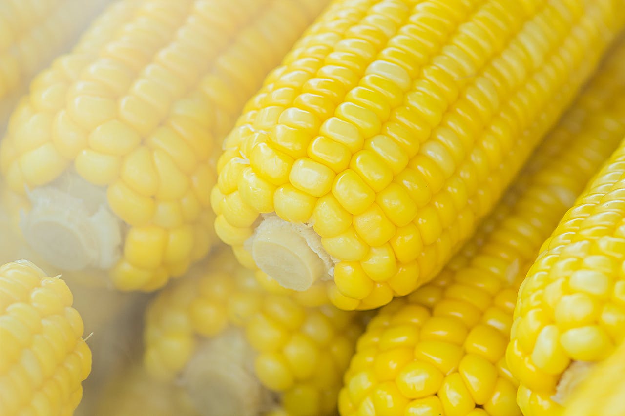 Fresh steaming corn on the cob, perfect for a healthy and nutritious meal.